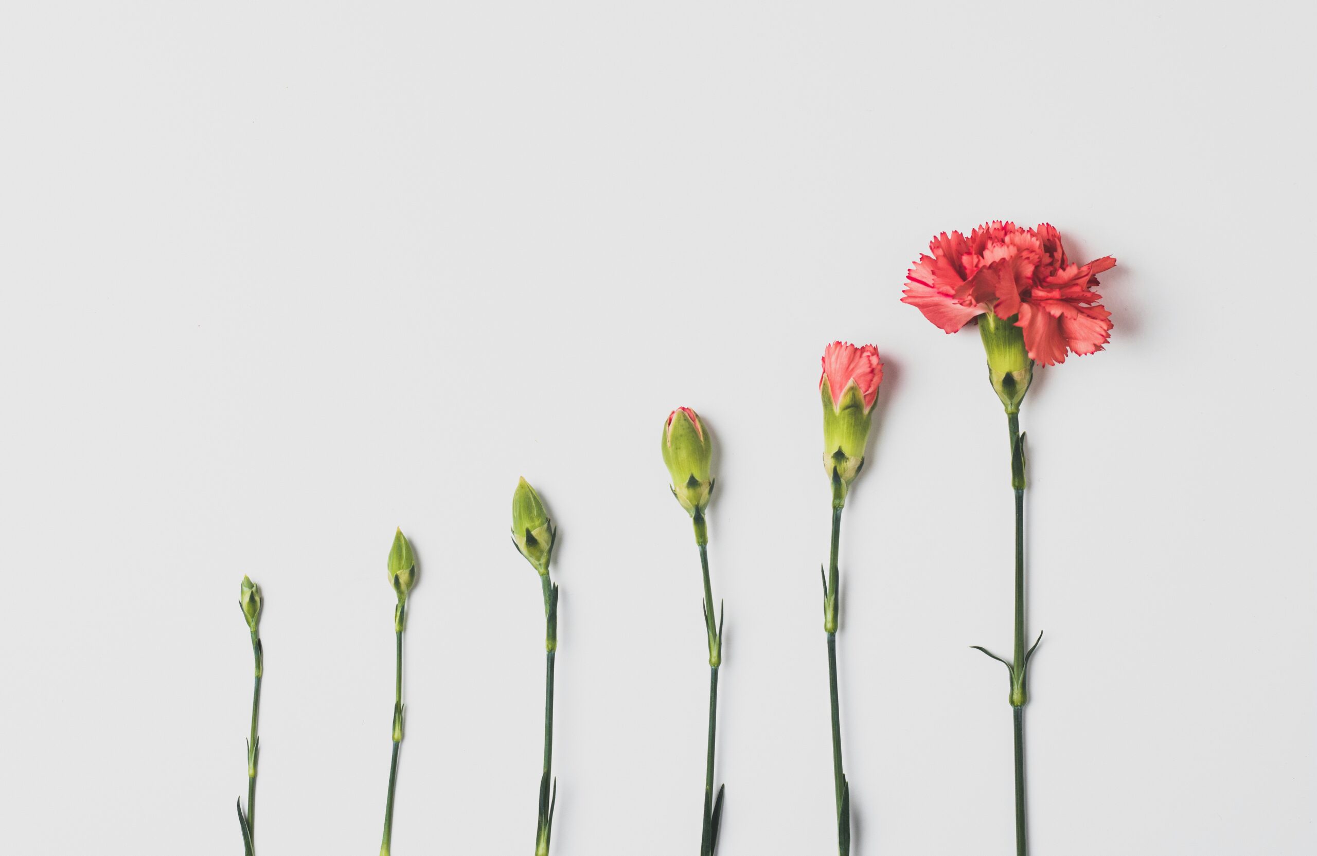 A sequential row of pink carnation flower stems on a white background showing stages of growth from a small bud to a full bloom, representing digital marketing data trends.