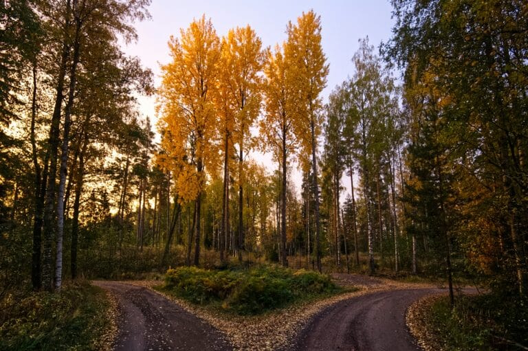 A dirt road splitting into a fork with two paths through a woodland area of tall golden autumn trees.