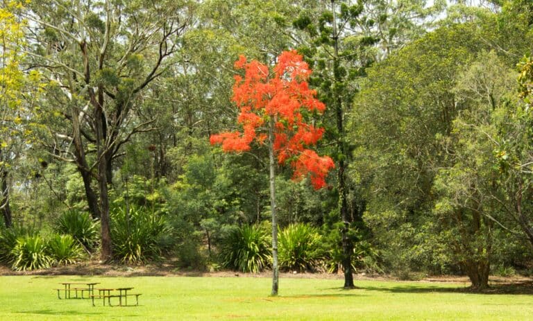 A single vibrant red and orange tree standing out prominently in the center of a green park and forest.